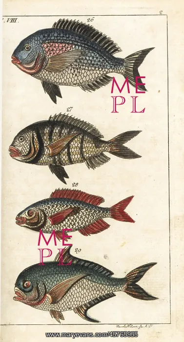 : Gilthead seabream, white seabream, picarel and Ray's bream : Gilthead seabream, white seabream, picarel and Ray's bream