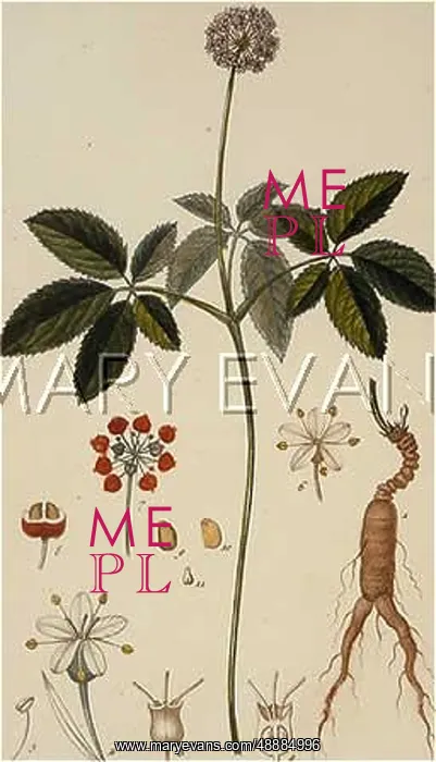 : GIN-SENG PLANT / LAMBERT : GIN-SENG PLANT / LAMBERT