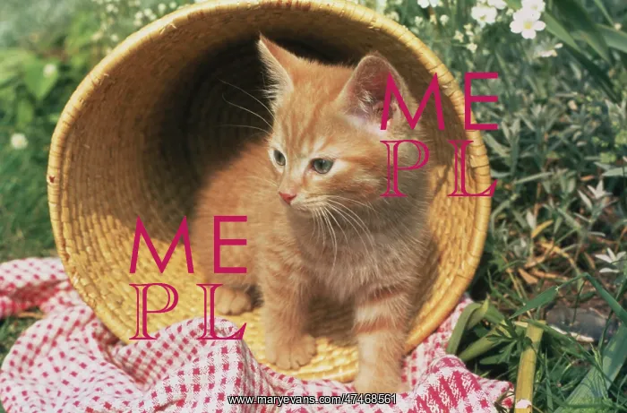  : Ginger Kitten ? in a wastepaper basket