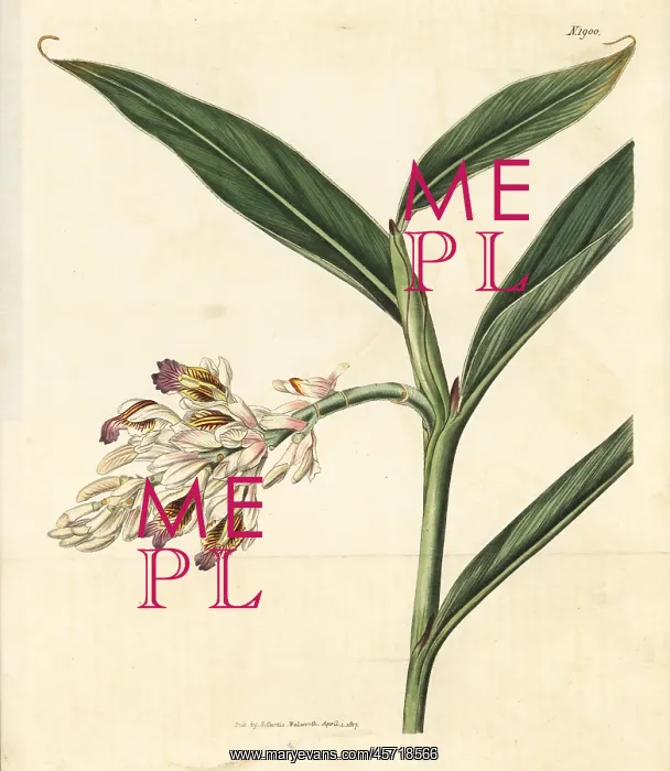 : Ginger lily, Alpinia calcarata : Ginger lily, Alpinia calcarata