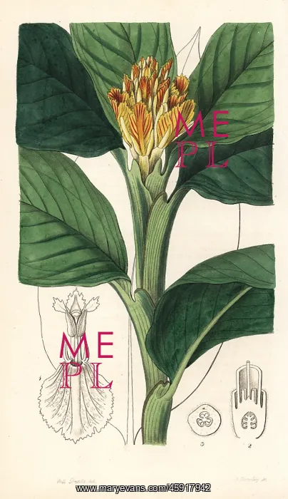 : Ginger lily, Alpinia vitellina : Ginger lily, Alpinia vitellina