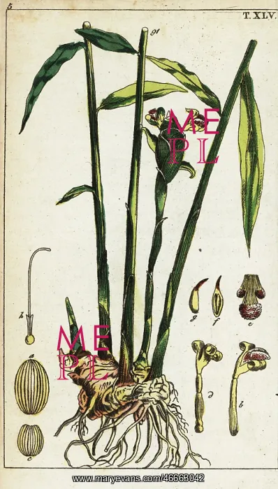 : Ginger plant and root, Zingiber officinale : Ginger plant and root, Zingiber officinale