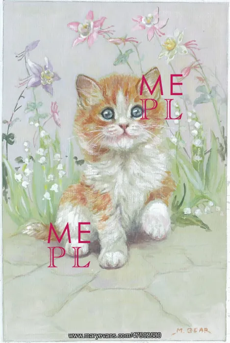 : Ginger and white kitten : Ginger and white kitten