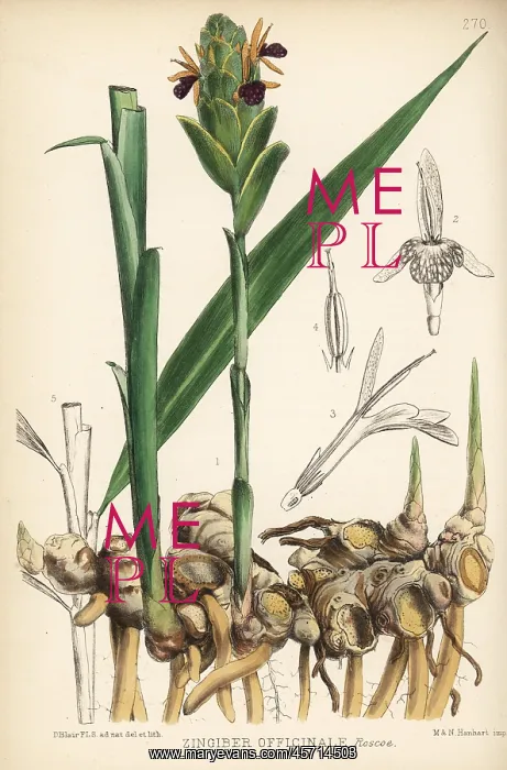 : Ginger, Zingiber officinale : Ginger, Zingiber officinale