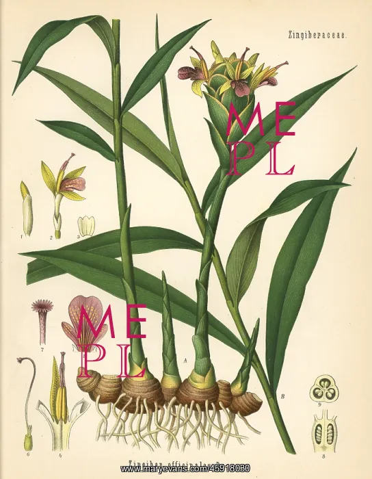 : Ginger, Zingiber officinale : Ginger, Zingiber officinale