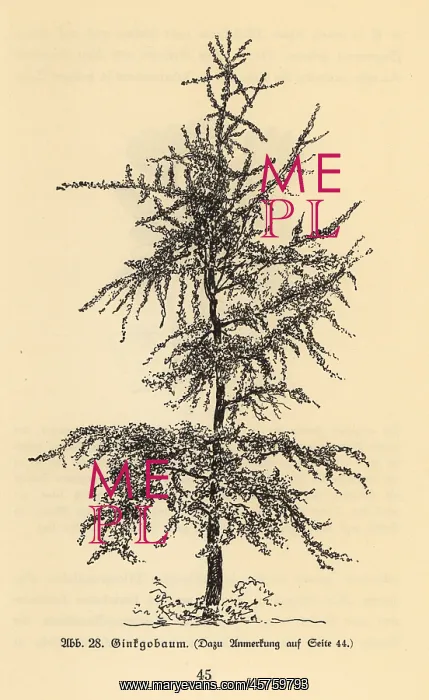 : Ginkgo tree : Ginkgo tree