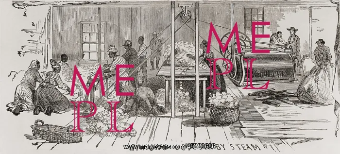 : Ginning cotton by steam powered gin in 1861. ? : Ginning cotton by steam powered gin in 1861. ?