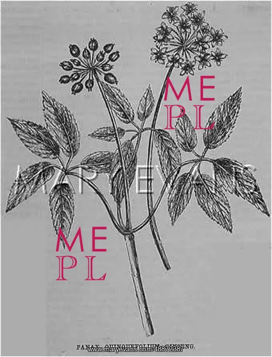  : Ginseng leaves, bud and flower