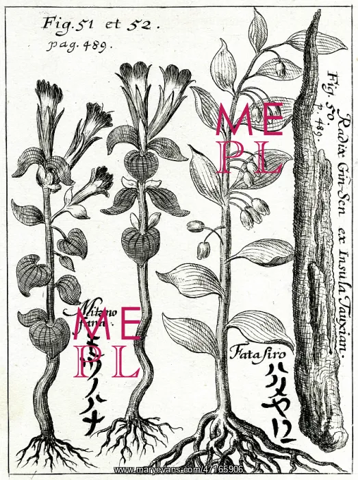 : Ginseng root : Ginseng root