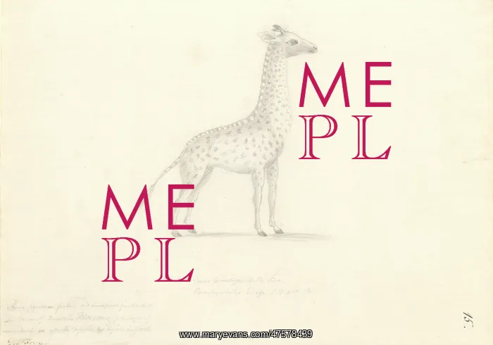 : Giraffa camelopardalis, giraffe : Giraffa camelopardalis, giraffe