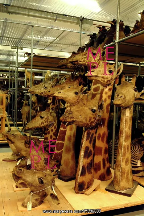 : Giraffa camelopardalis, giraffe : Giraffa camelopardalis, giraffe
