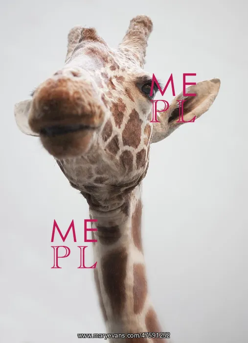: Giraffa camelopardalis, giraffe : Giraffa camelopardalis, giraffe