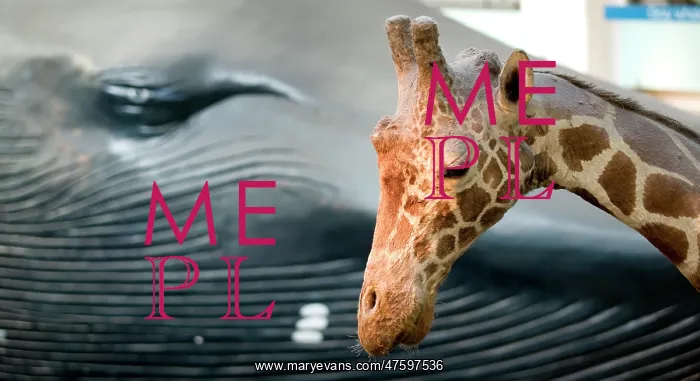 : Giraffa camelopardalis, giraffe : Giraffa camelopardalis, giraffe
