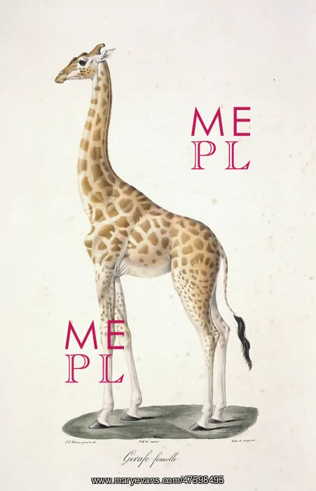 : Giraffa camelopardalis, giraffe : Giraffa camelopardalis, giraffe