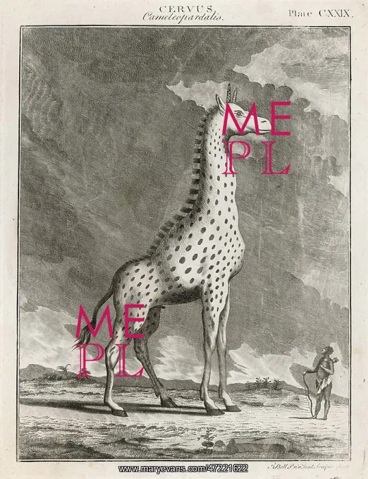 : GIRAFFE, 18TH CENTURY : GIRAFFE, 18TH CENTURY