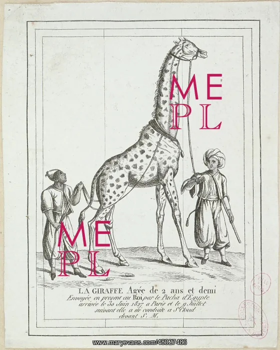  : The giraffe at 2 years and a half