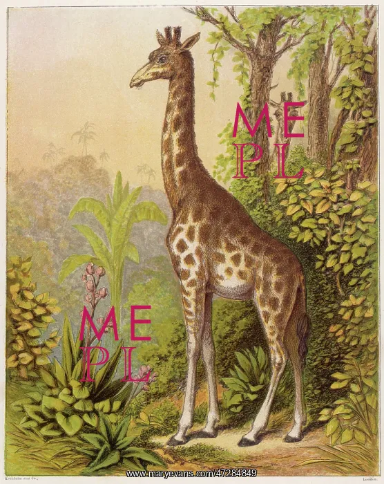 : GIRAFFE. Standing tall in the African jungle : GIRAFFE. Standing tall in the African jungle