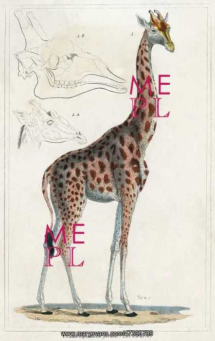  : GIRAFFE. (Girafa camelopardus) Known at this time as the Camelopard