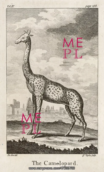  : GIRAFFE. (Girafa camelopardus) Known at this time as the Camelopard