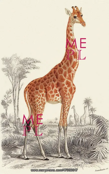  : Giraffe