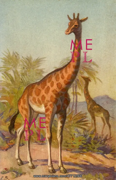  : Giraffe