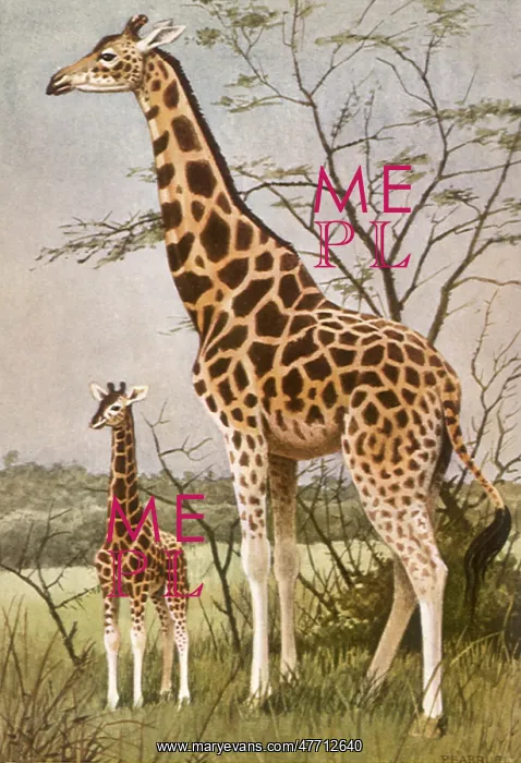  : Giraffe