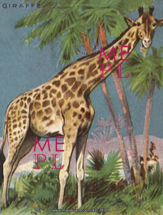  : Giraffe