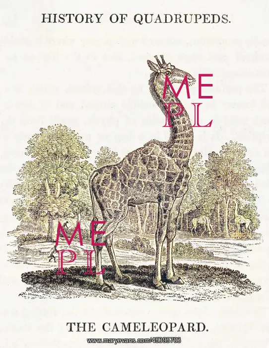 : GIRAFFE (BEWICK) : GIRAFFE (BEWICK)