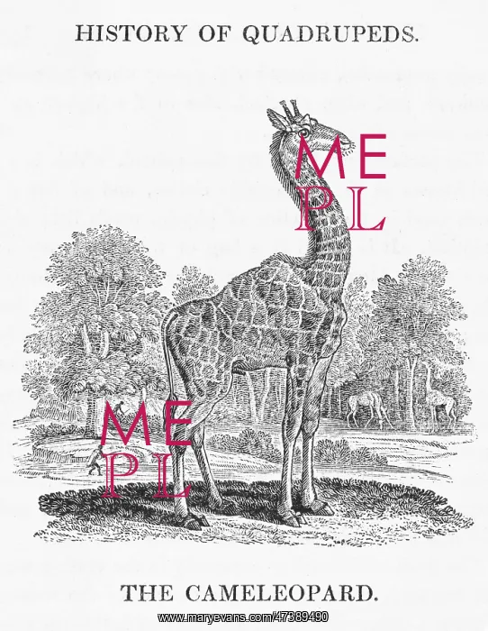 : GIRAFFE (BEWICK) : GIRAFFE (BEWICK)