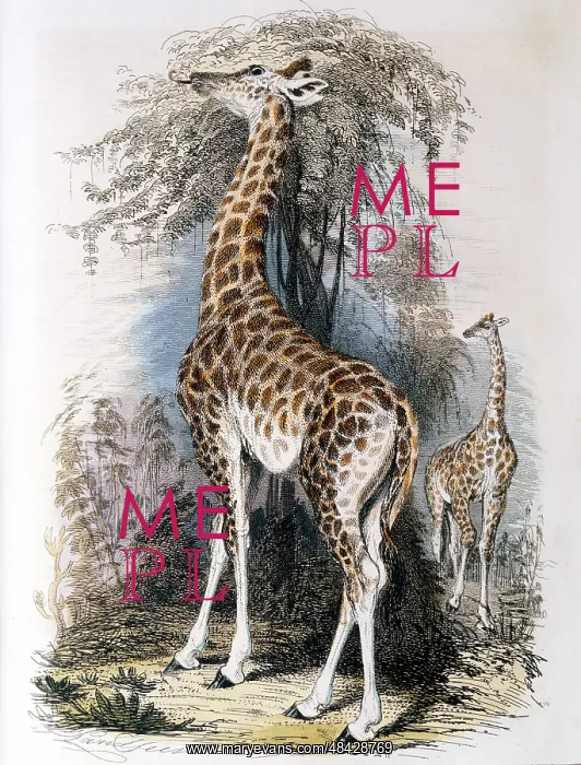 : Giraffe browsing on tree. Jean Lamarck (1744-1829) : Giraffe browsing on tree. Jean Lamarck (1744-1829)