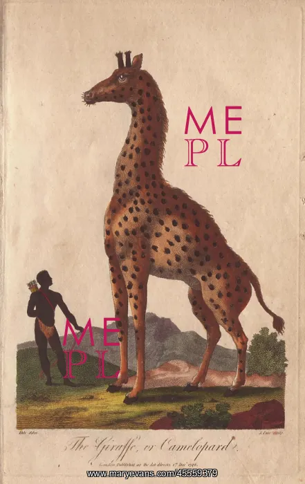 : Giraffe or camelopard, towering over a native : Giraffe or camelopard, towering over a native