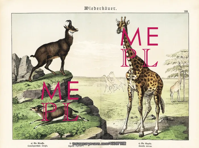: Giraffe, chamois and gazelle : Giraffe, chamois and gazelle