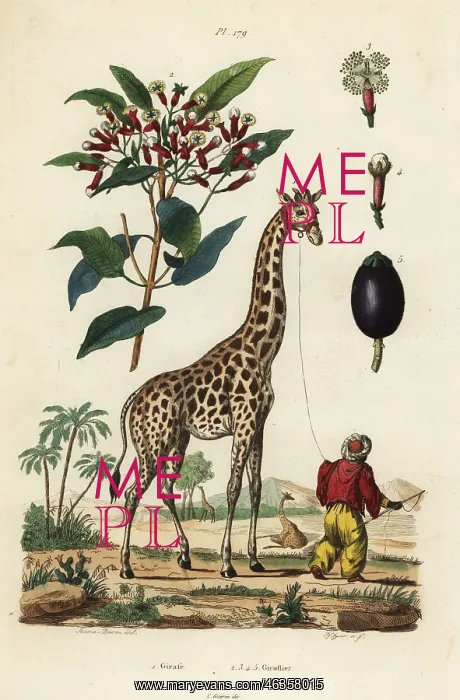 : Giraffe and clove tree : Giraffe and clove tree
