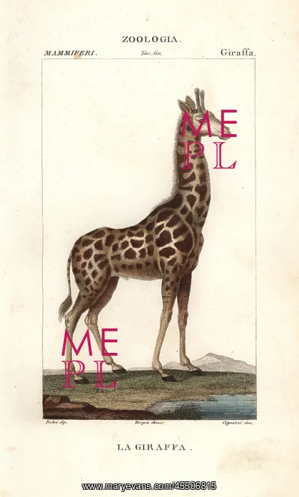 : Giraffe, Giraffa camelopardalis : Giraffe, Giraffa camelopardalis