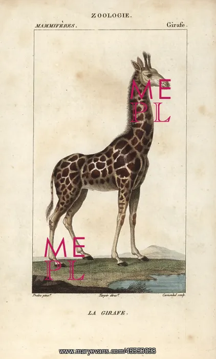 : Giraffe, Giraffa camelopardalis : Giraffe, Giraffa camelopardalis