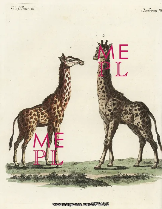 : Giraffe, Giraffa camelopardalis : Giraffe, Giraffa camelopardalis