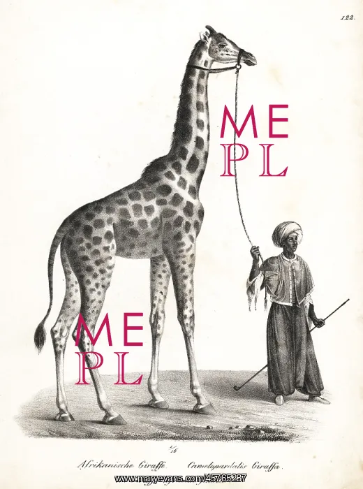 : Giraffe, Giraffa camelopardalis : Giraffe, Giraffa camelopardalis