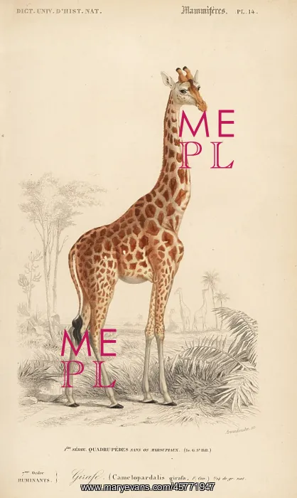 : Giraffe, Giraffa camelopardalis : Giraffe, Giraffa camelopardalis