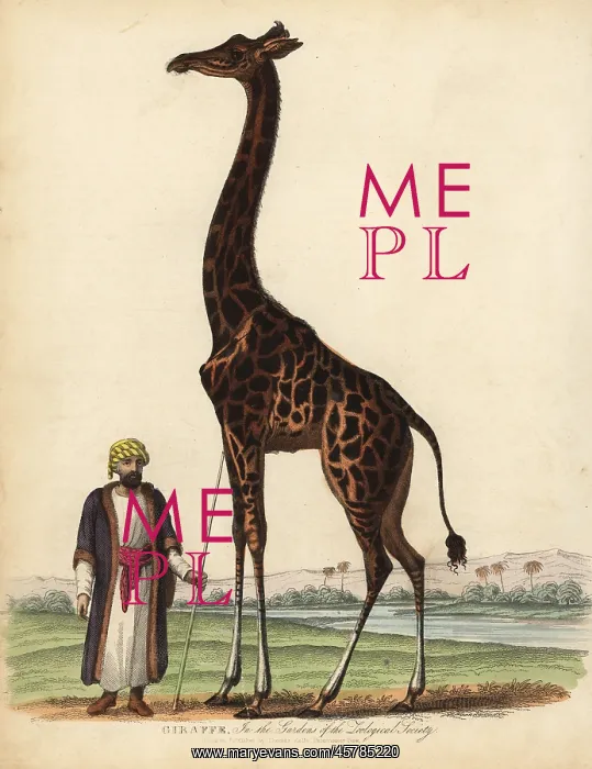 : Giraffe, Giraffa camelopardalis : Giraffe, Giraffa camelopardalis
