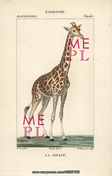 : Giraffe, Giraffa camelopardalis : Giraffe, Giraffa camelopardalis