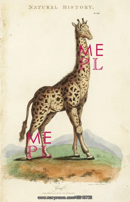 : Giraffe, Giraffa camelopardalis : Giraffe, Giraffa camelopardalis