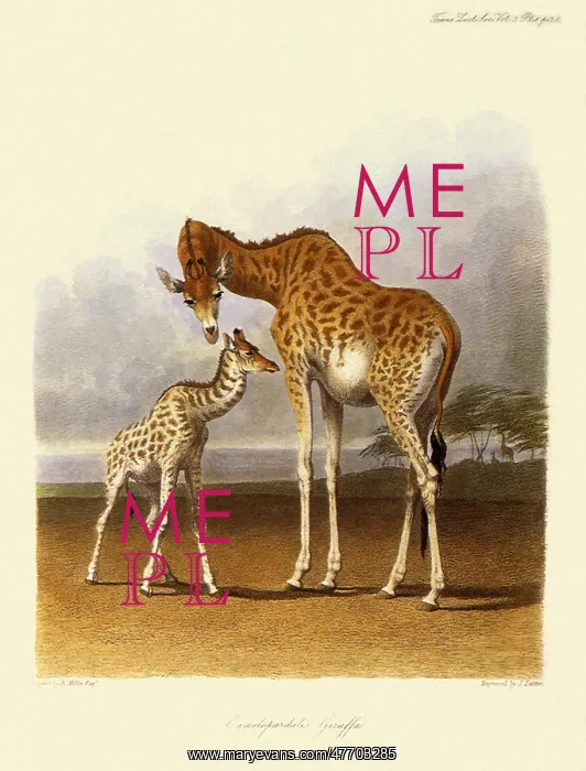  : Giraffe, Giraffa camelopardalis