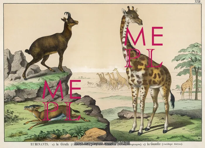 : Giraffe, Goat Antelope, and Gazelle : Giraffe, Goat Antelope, and Gazelle