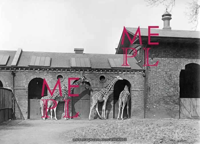  : Giraffe house