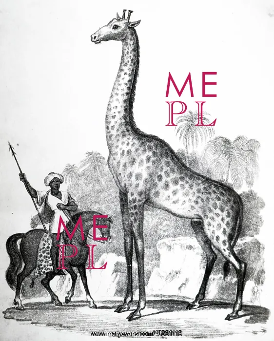 : Giraffe. Lamarck considered the Giraffe illustrated : Giraffe. Lamarck considered the Giraffe illustrated