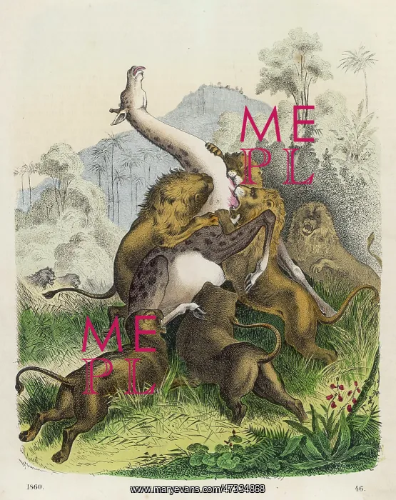  : GIRAFFE / LIONS ATTACK