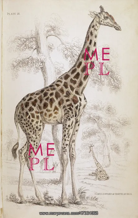  : GIRAFFE / NAT LIBRARY 1835