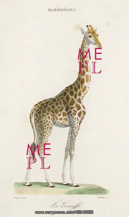  : Giraffe - Prevost - circa 1835
