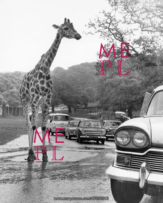 : Giraffe in the roadway with cars : Giraffe in the roadway with cars
