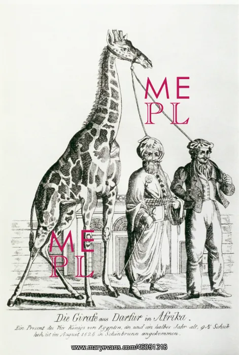 : A giraffe for the Schoenbrunn zoo : A giraffe for the Schoenbrunn zoo